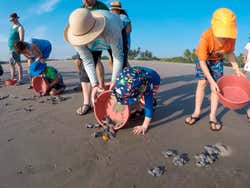 Liberación de tortugas en Ixtapa Zihuatanejo