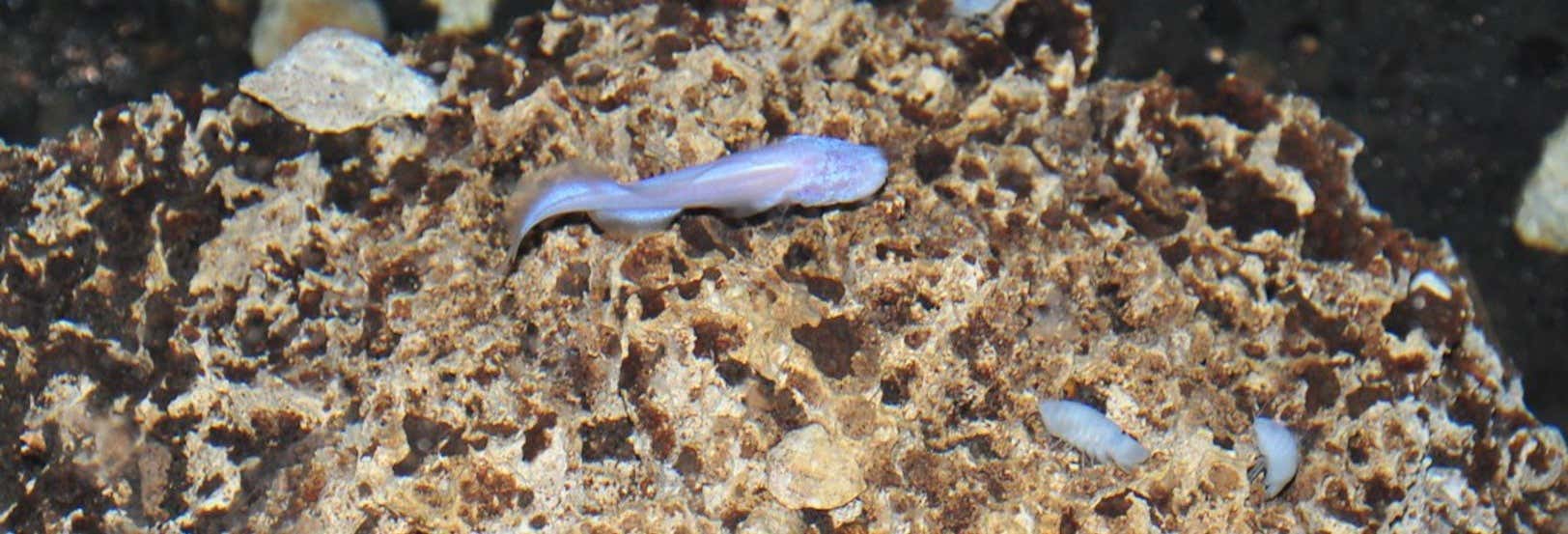 Tour por la cueva de las Serpientes Colgantes