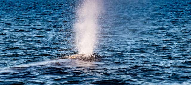Observation de baleines dans la baie de Magdalena