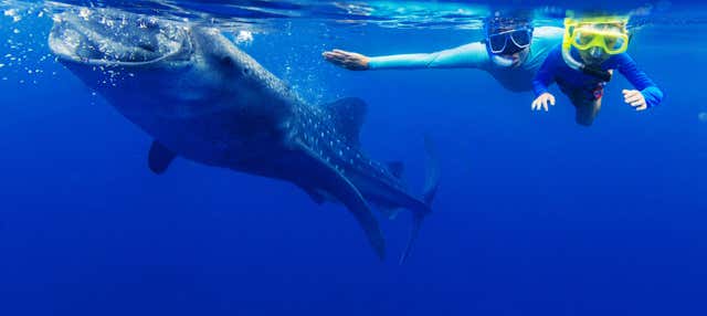 Bagno con squali balena a La Paz