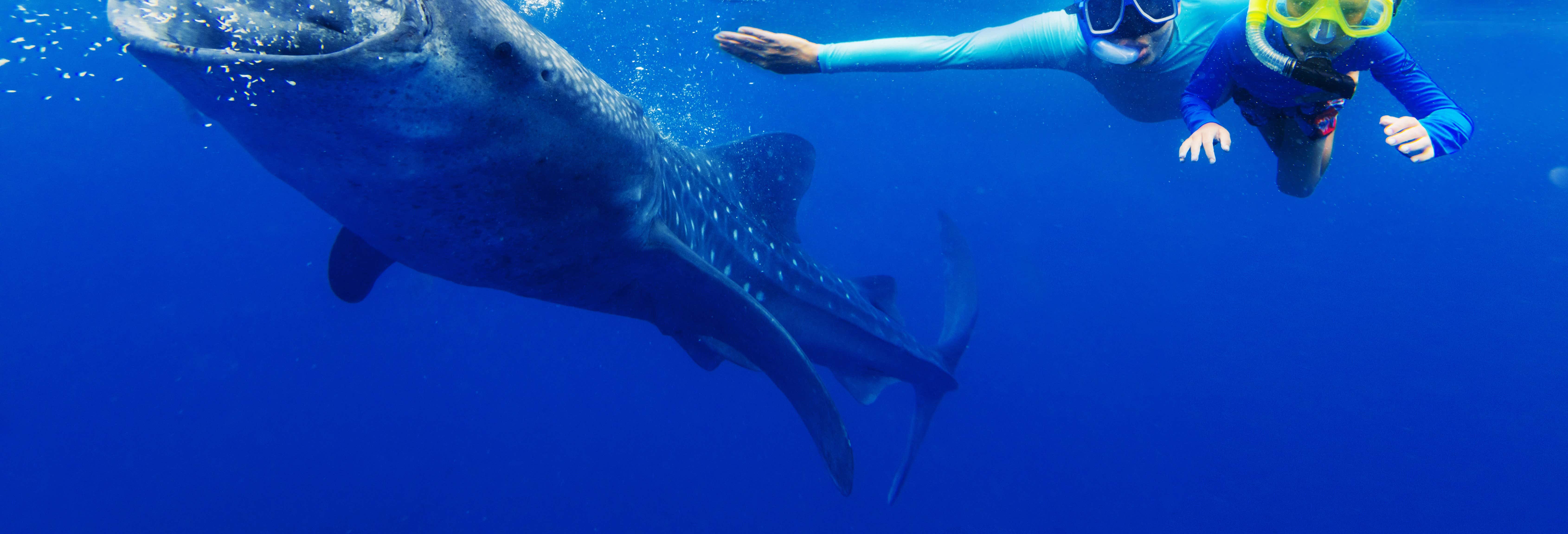Bagno con squali balena a La Paz