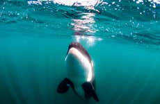 Safari marino en La Ventana + Snorkel