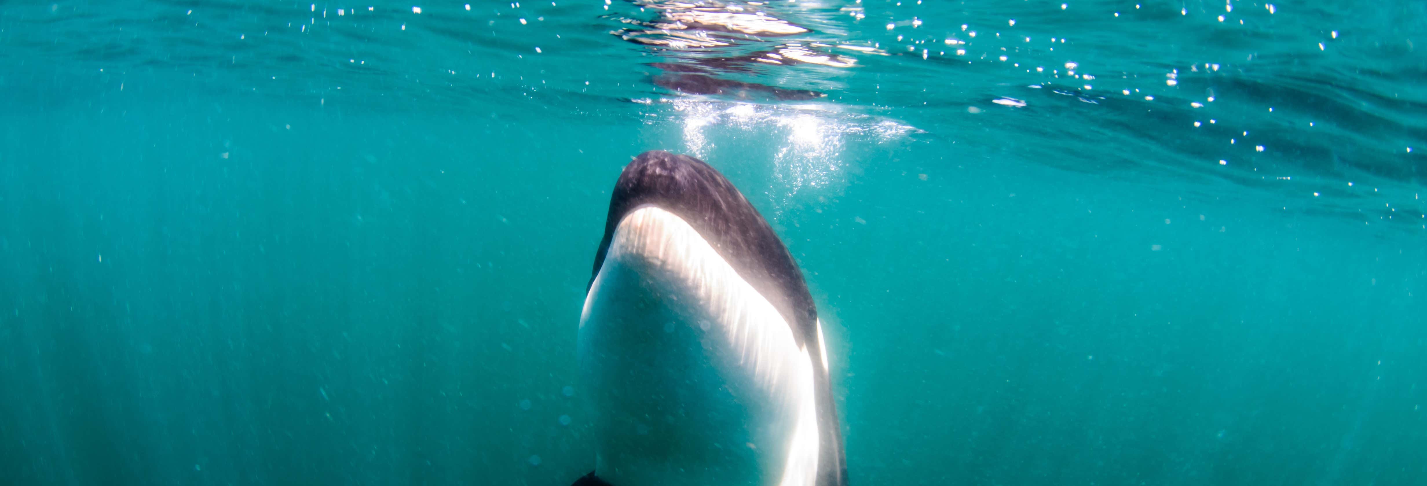 Safari marino a La Ventana + Snorkeling