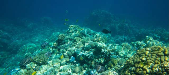 Snorkel em uma fazenda de corais