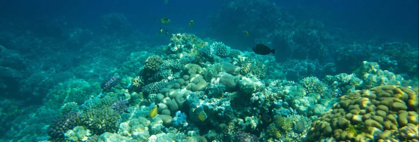 Snorkeling in un allevamento di coralli