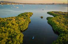 Tour en kayak por los manglares del Mogote