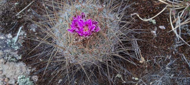 Randonnée dans la Sierra de Lobos