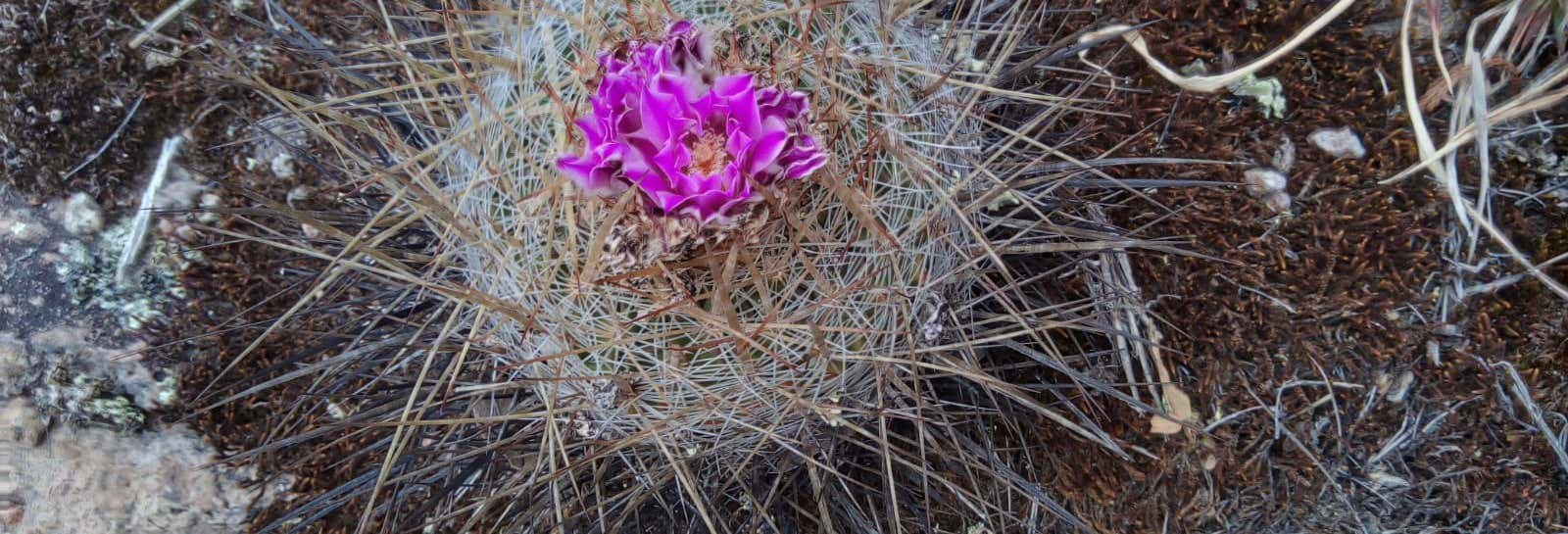 Sierra de Lobos Hiking Tour