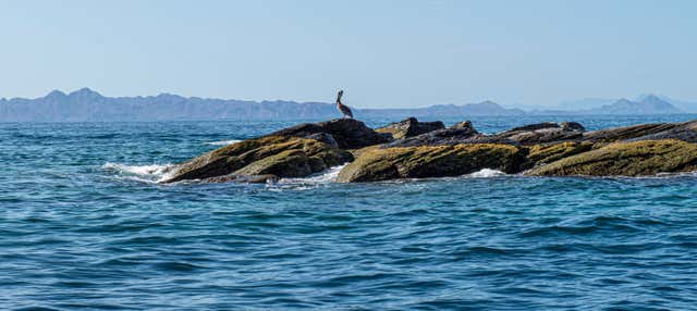 Escursione all'isola Coronado