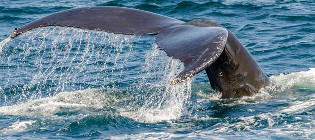 Avvistamento di balene in catamarano