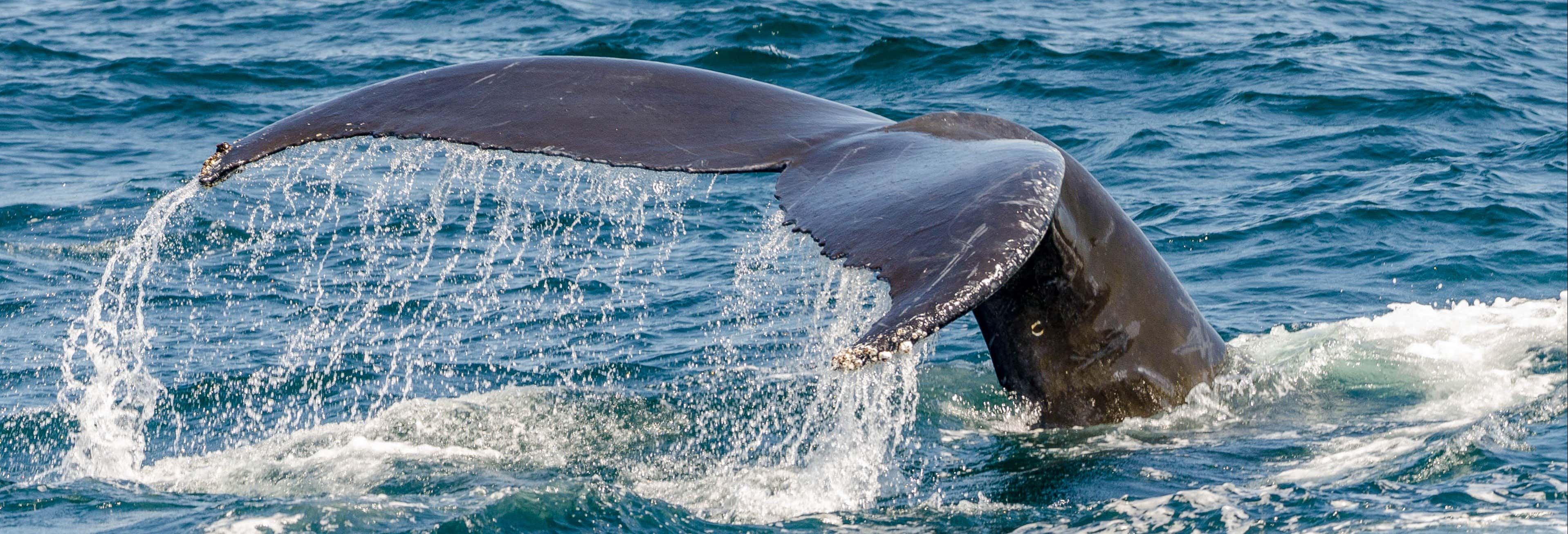 Whale Watching Catamaran Trip