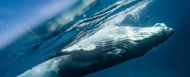 Observation de baleines + Visite d'une usine de verre soufflé