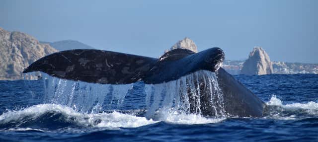 Whale watching in motoscafo