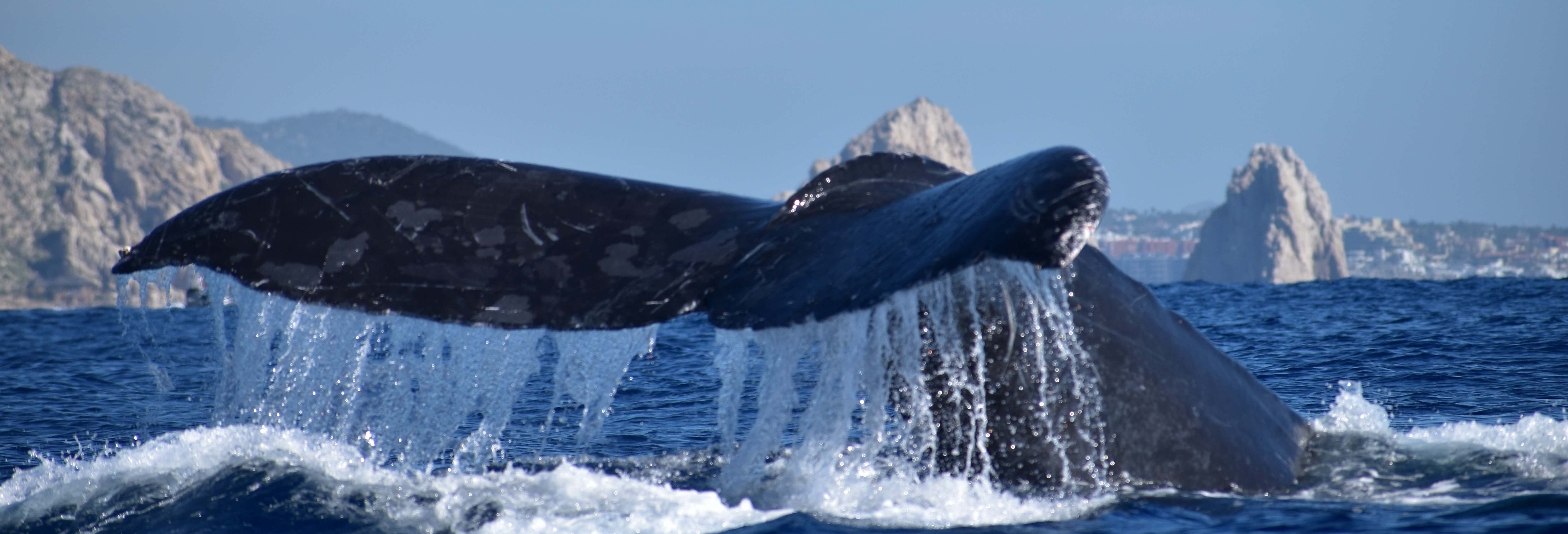 Whale watching in motoscafo