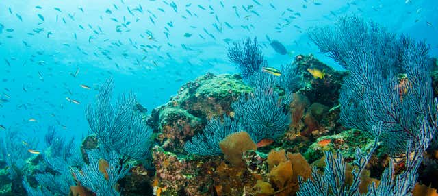 Immersione per principianti a Los Cabos