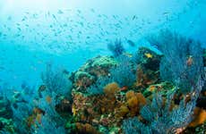 Beginners Scuba Diving