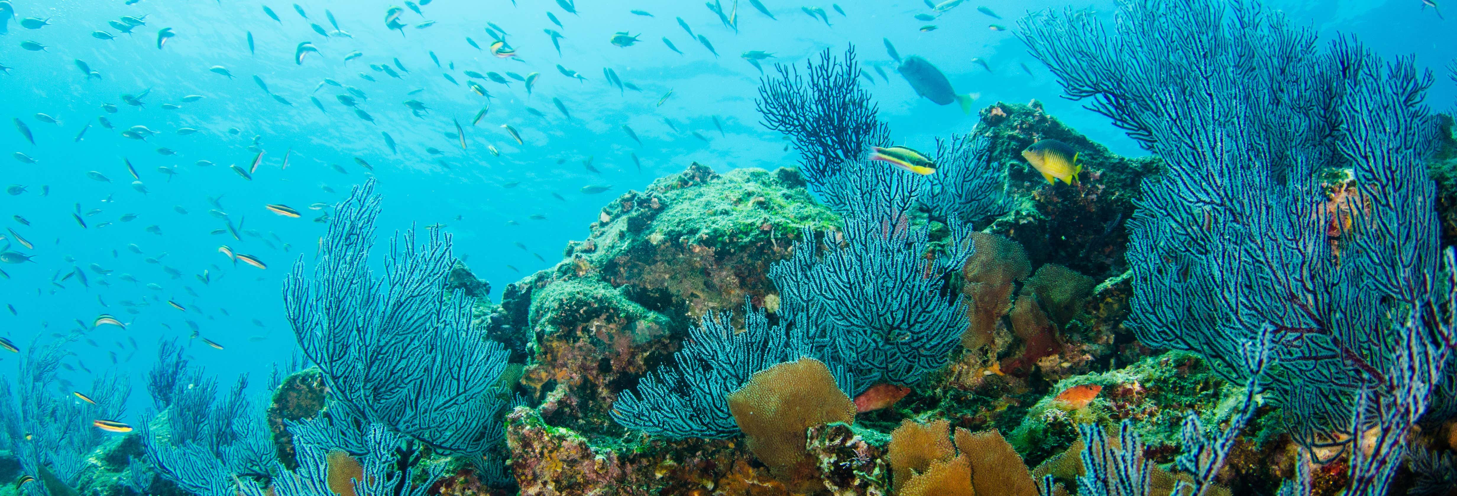 Immersione per principianti a Los Cabos