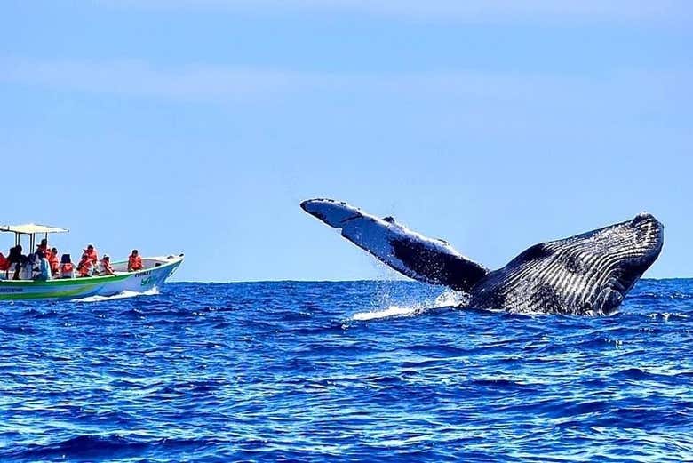 Avistamiento de ballenas en lancha
