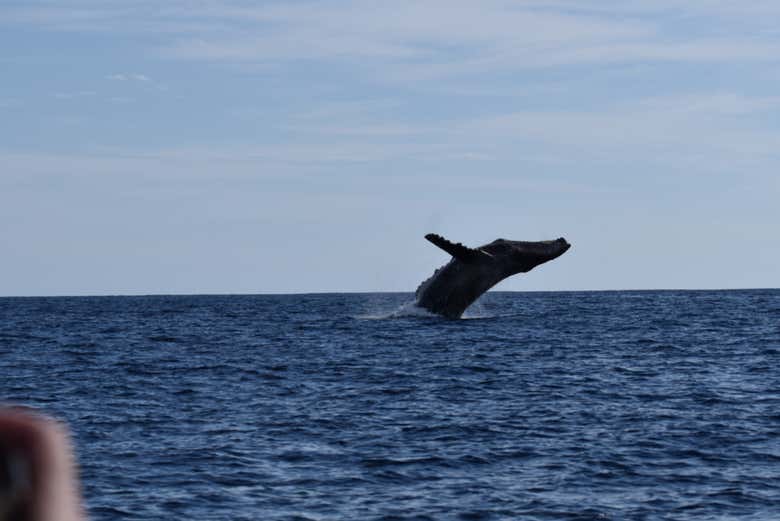 Avistamiento de ballenas en lancha