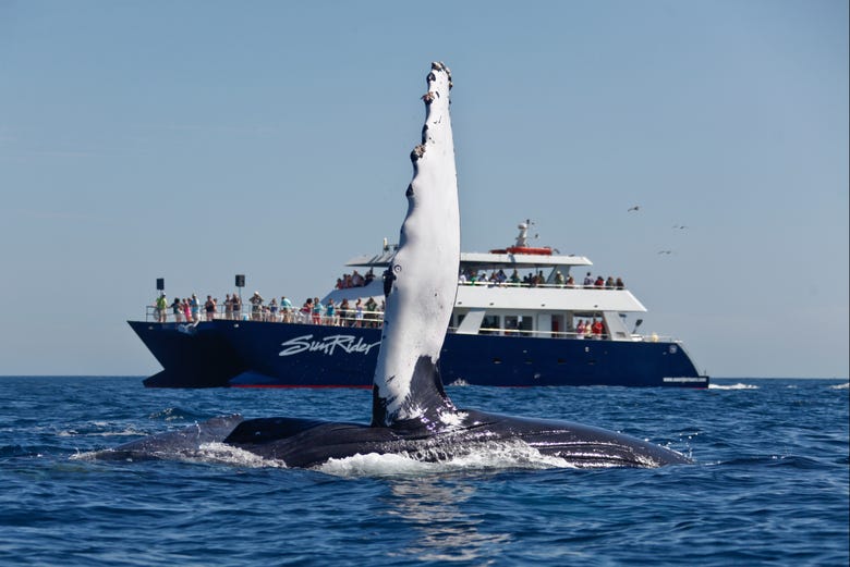 Avistamiento de ballenas en catamarán