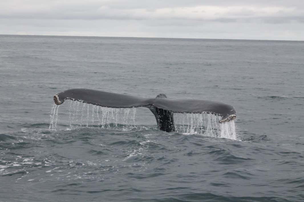 Avistamiento de ballenas + Visita a una fábrica de vidrio