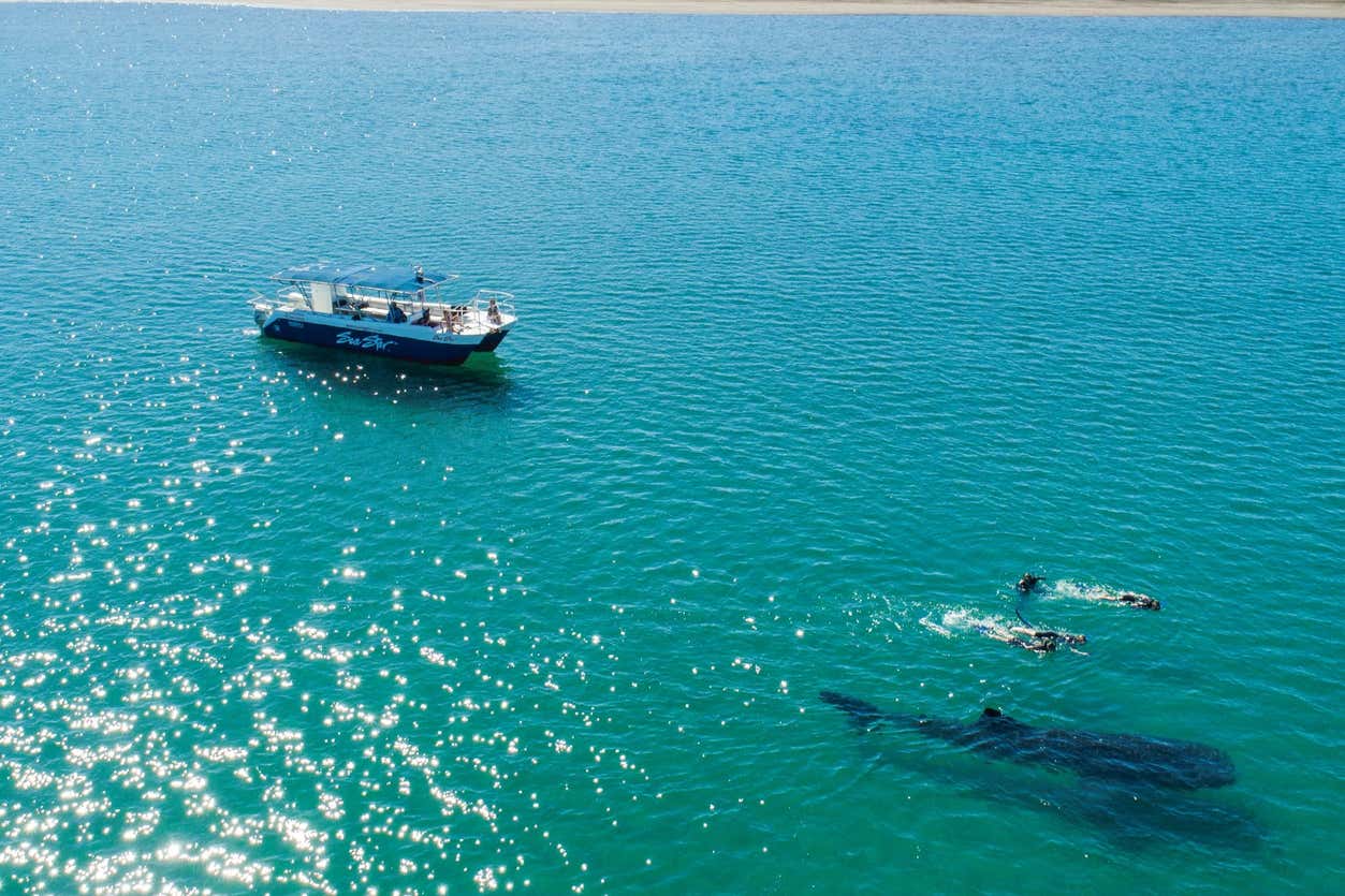 Nado con tiburones ballena