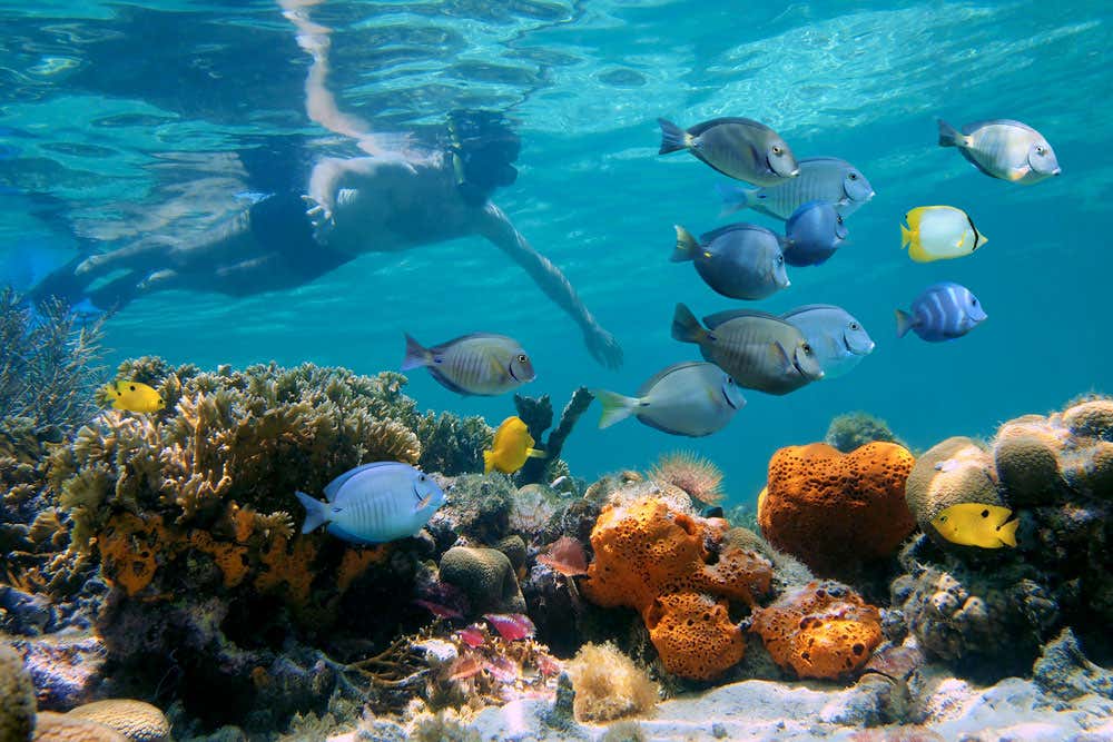 Snorkel y paddle surf en Los Cabos