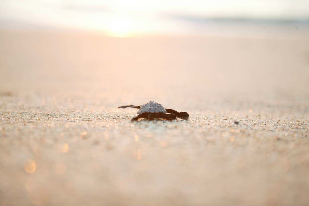 Liberación de tortugas en Los Cabos