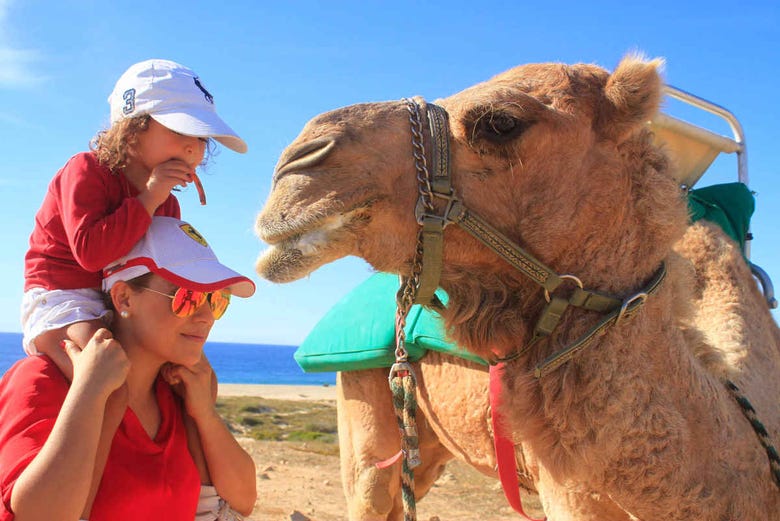 Paseo en camello por el desierto de Los Cabos