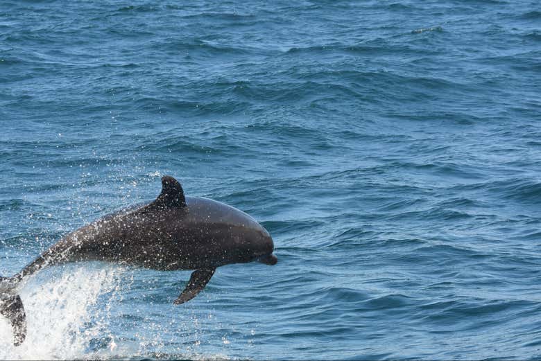Avistamiento de ballenas en lancha