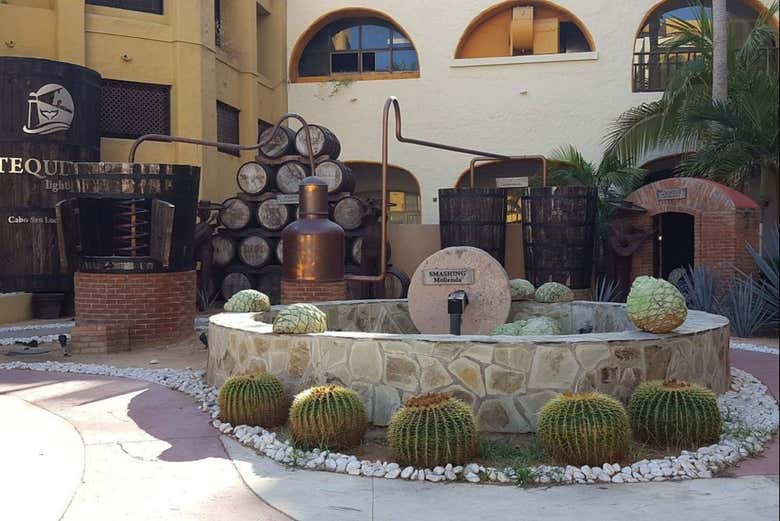 Clase de coctelería en Los Cabos