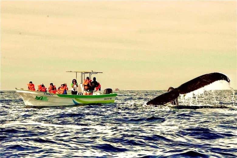 Avistamiento de ballenas en lancha