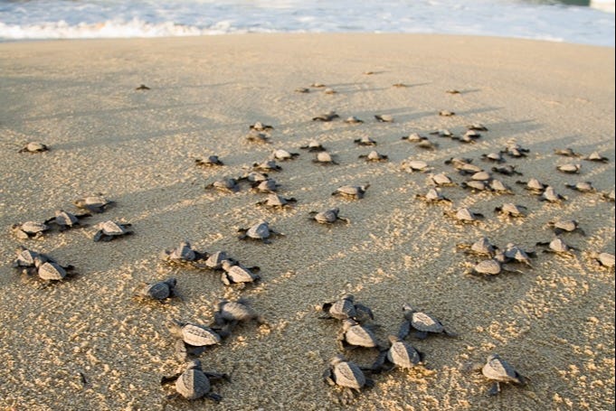 Liberación de tortugas en Los Cabos