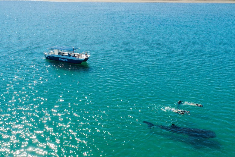 Imagen de Nado con tiburones ballena