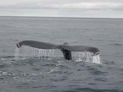 Avistamiento de ballenas + Visita a una fábrica de vidrio