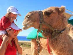 Paseo en camello por el desierto de Los Cabos