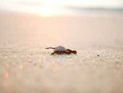 Liberación de tortugas en Los Cabos