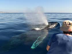 Avistamiento de ballenas en lancha