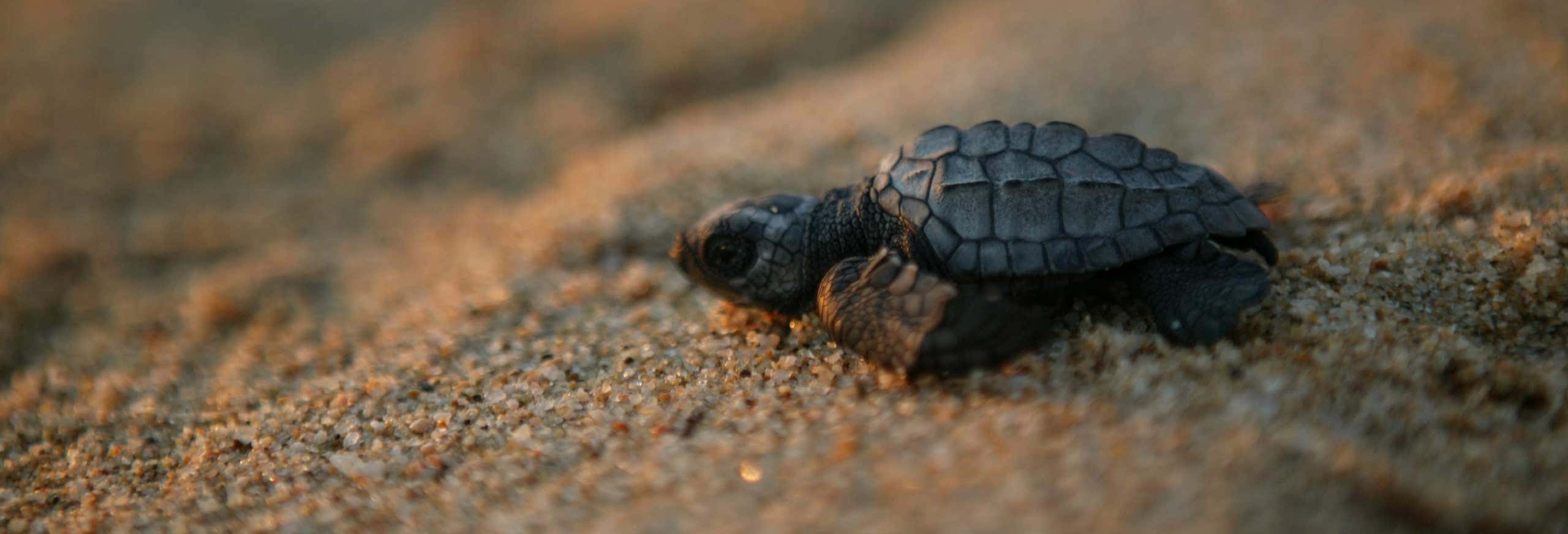 Liberazione di tartarughe a Los Cabos