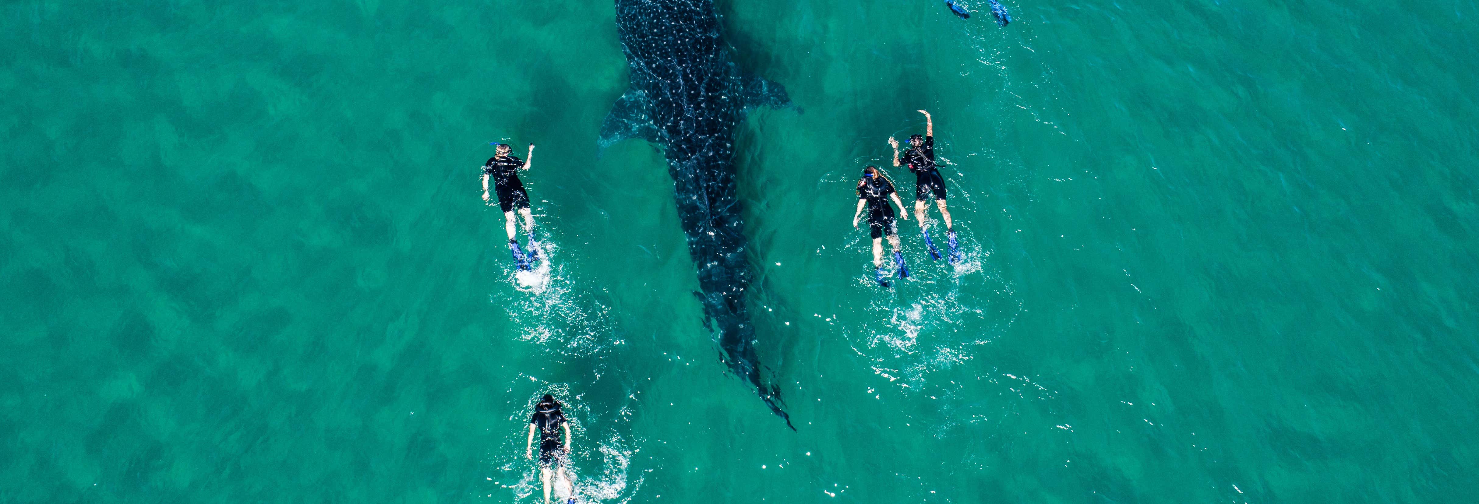 Bagno con gli squali balena