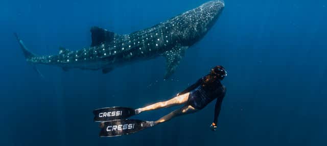 Safari marino a Los Cabos + Snorkeling