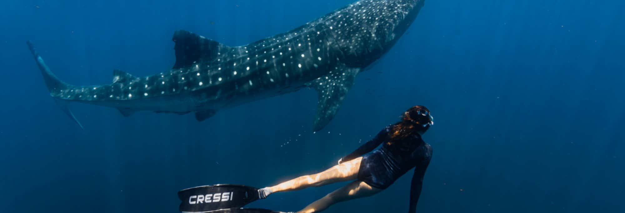 Safari marino a Los Cabos + Snorkeling