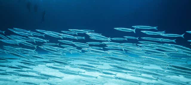 Immersione per principianti a Mahahual