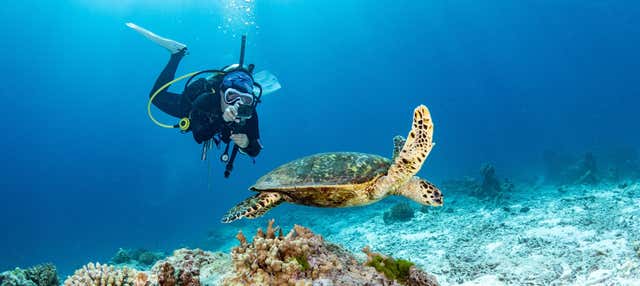 Immersione a Mahahual