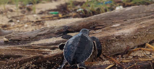 Escursione a Sandy Turtle