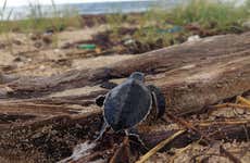 Excursão a Sandy Turtle