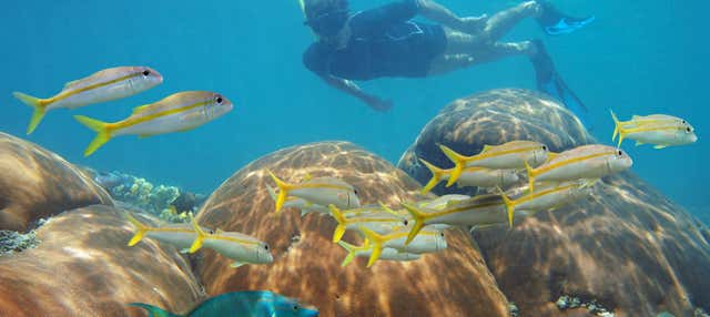 Snorkeling a Mahahual