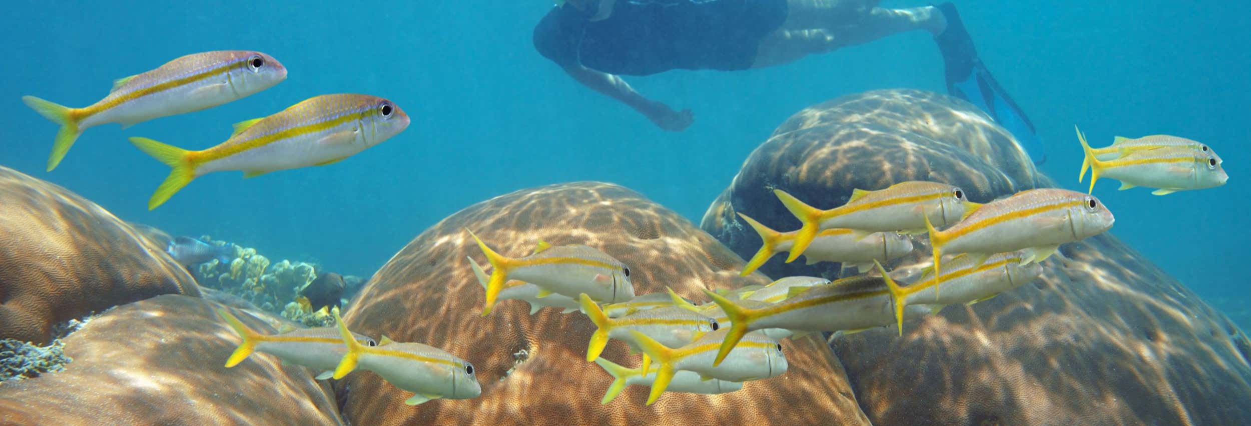 Snorkelling in Mahahual