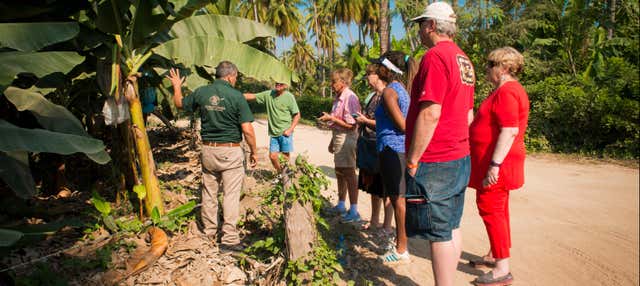 Tour della frutta tropicale