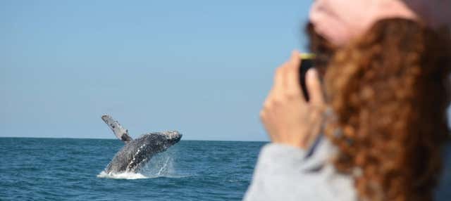 Whale watching a Mazatlán + Museo della Balena